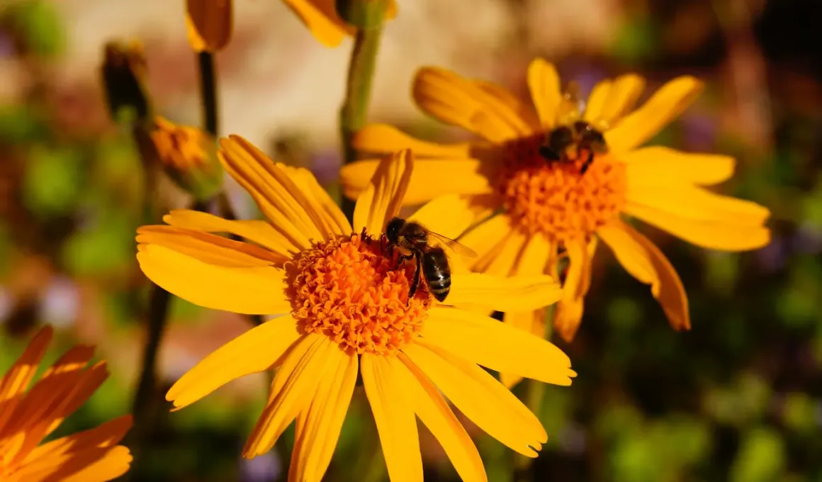 honey bee on an arnica flower 2023 11 27 05 31 50 utc