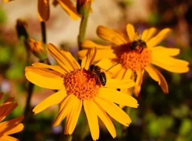 honey bee on an arnica flower 2023 11 27 05 31 50 utc