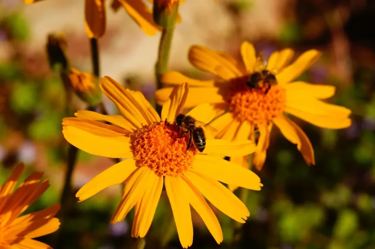 honey bee on an arnica flower 2023 11 27 05 31 50 utc